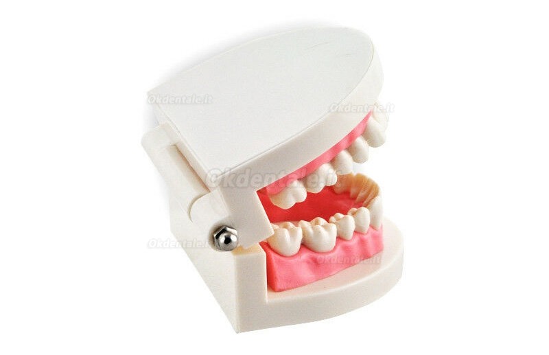 Study Teaching dimostrazione denti standard Model